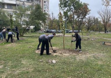 40 нови дръвчета вече обогатяват зелената система на в Пловдив