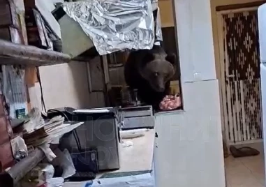 Мечка нахлу в къща за гости в Кресна
